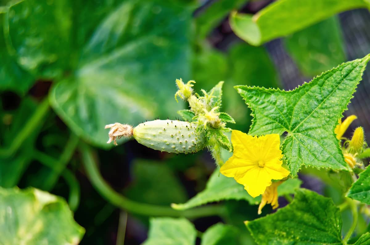 How to Increase Female Flowers in Cucumber
