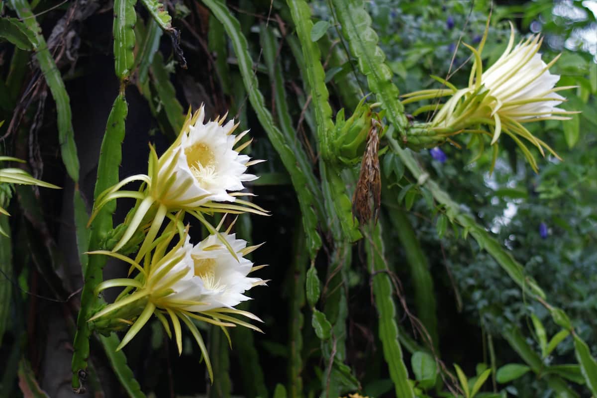 How to Increase Female Flowers in Dragon Fruit/Pitaya
