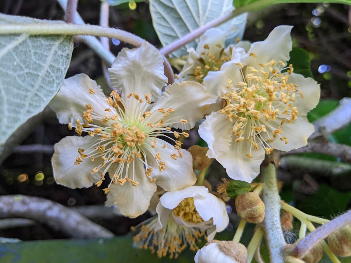 How to Increase Female Flowers in Kiwi