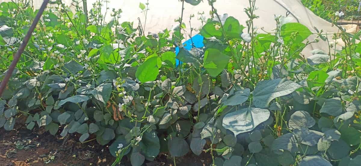 How to Increase Female Flowers in Lablab/Indian Beans