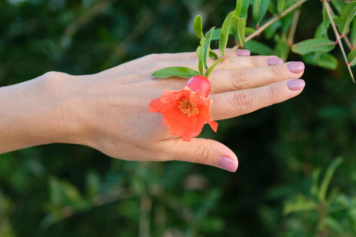 How to Increase Female Flowers in Pomegranate