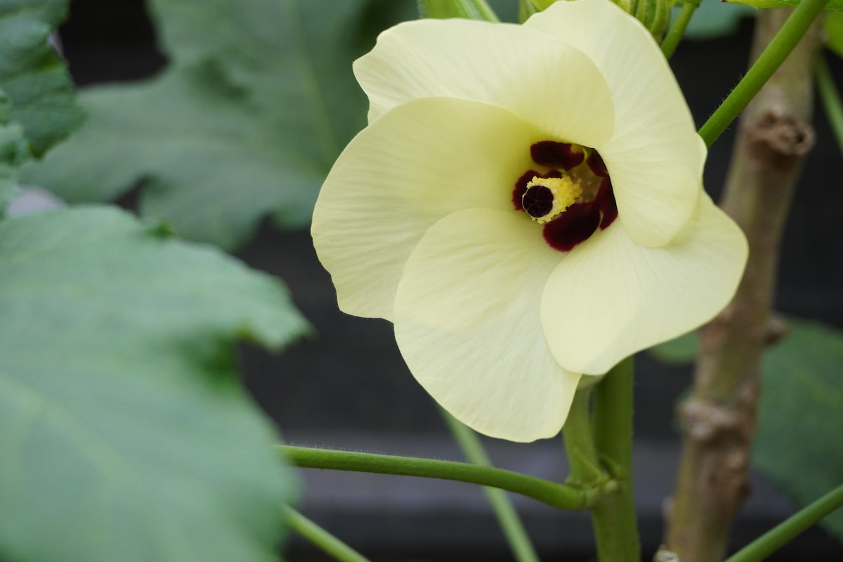 How to Increase Flowers in Okra
