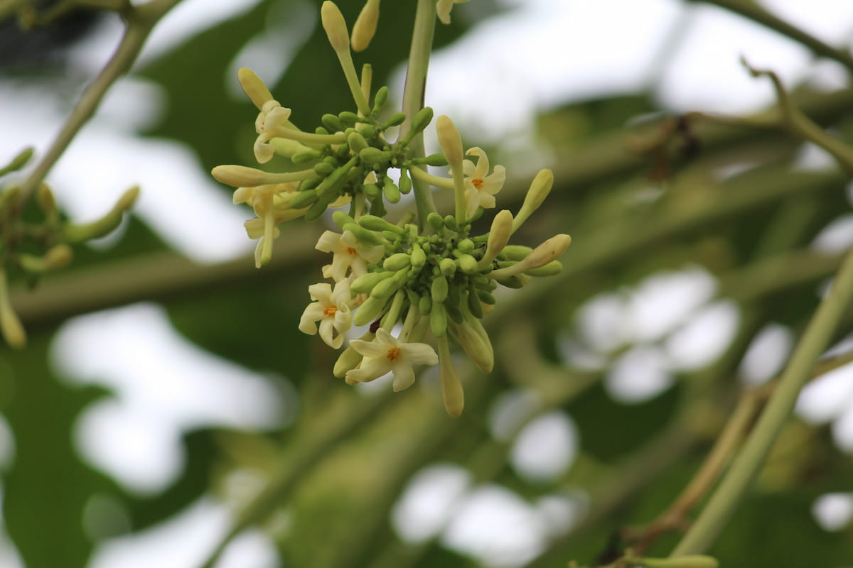 How to Increase Flowers in Papaya