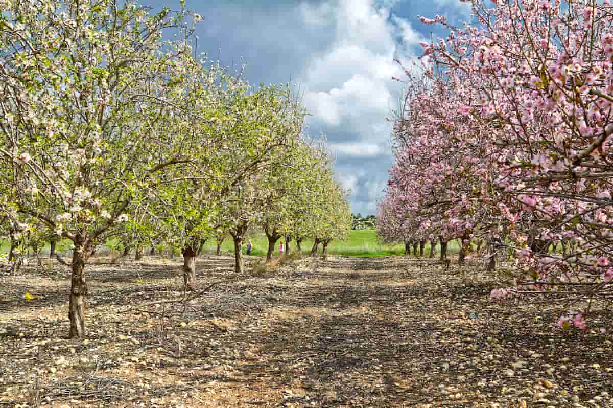 Flowering Almond Trees