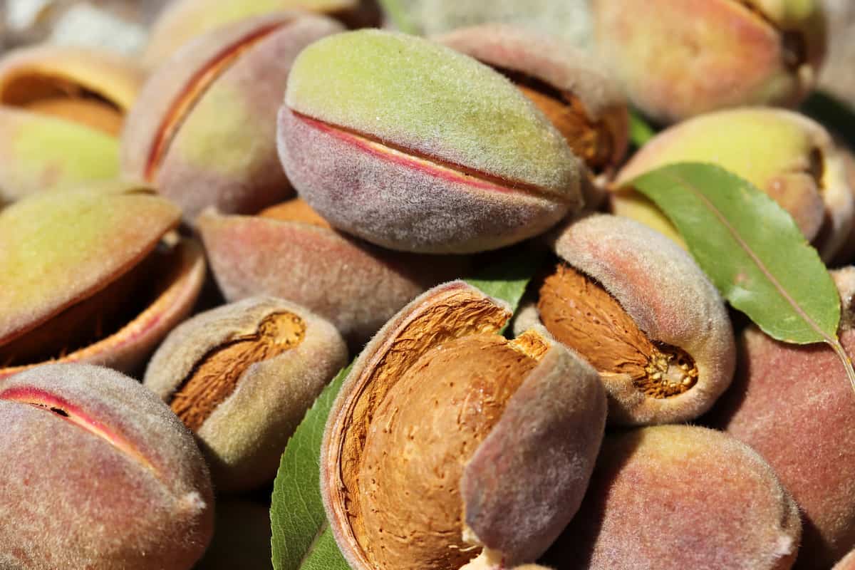 Harvest of Almonds