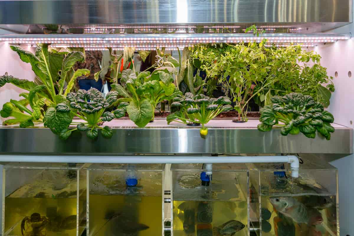 How to Start Aquaponics in Greenhouse