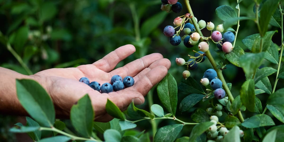 How to Start Berries Farming in California