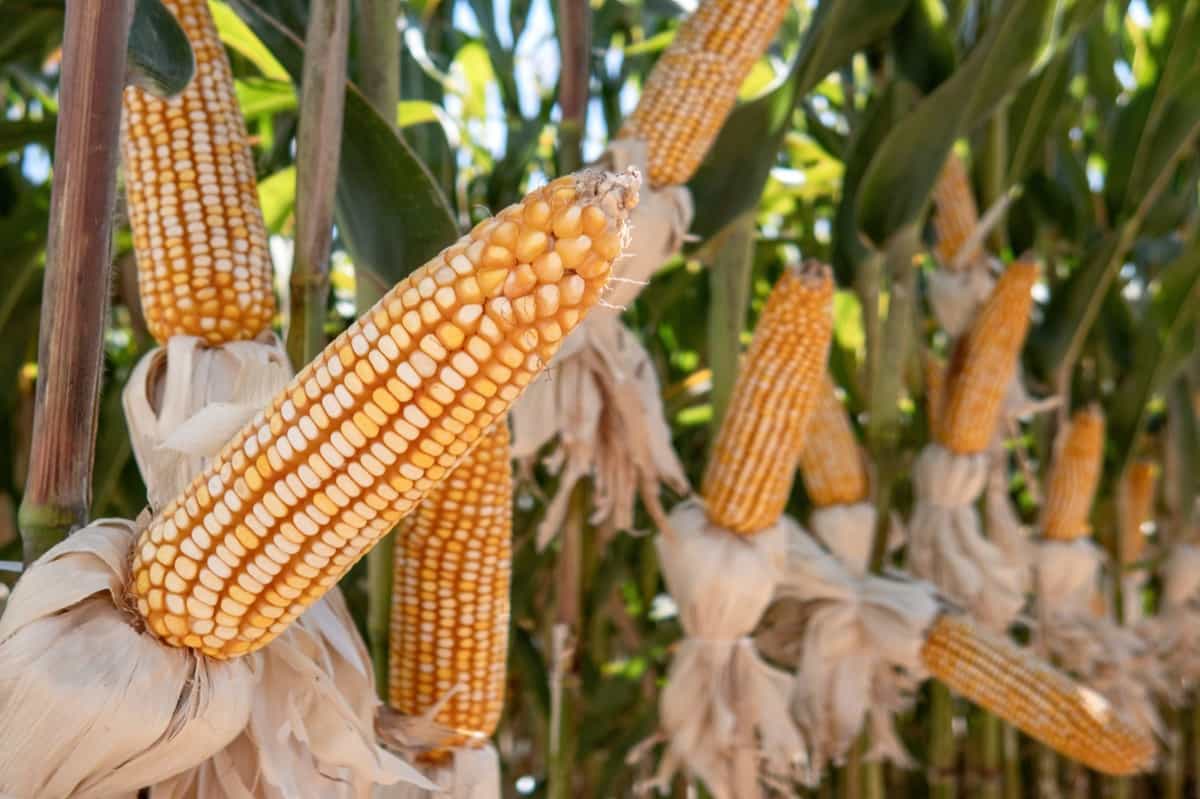 How to Start Corn Farming in Illinois