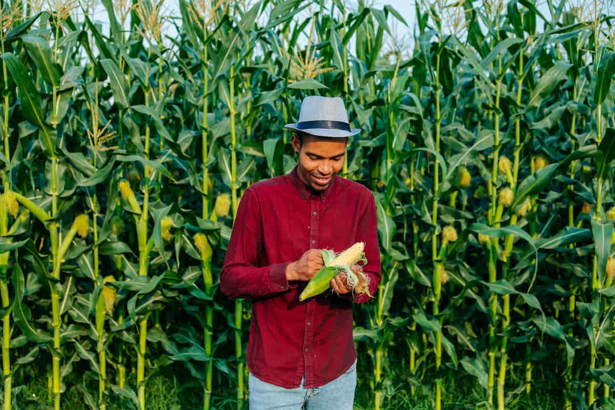 How to Start Corn Farming in Iowa

