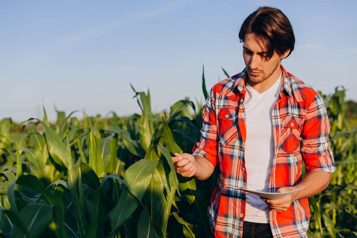How to Start Corn Farming in Minnesota