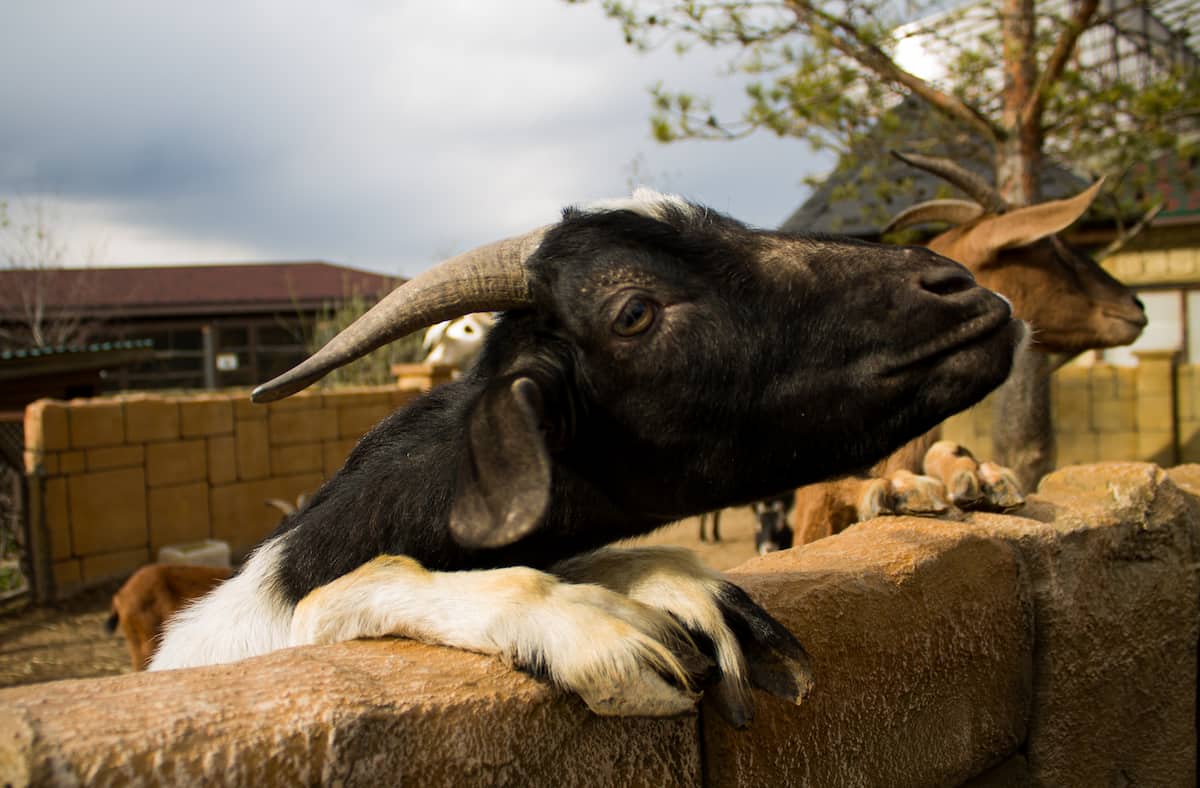 How to Start Goat Farming in Bangladesh