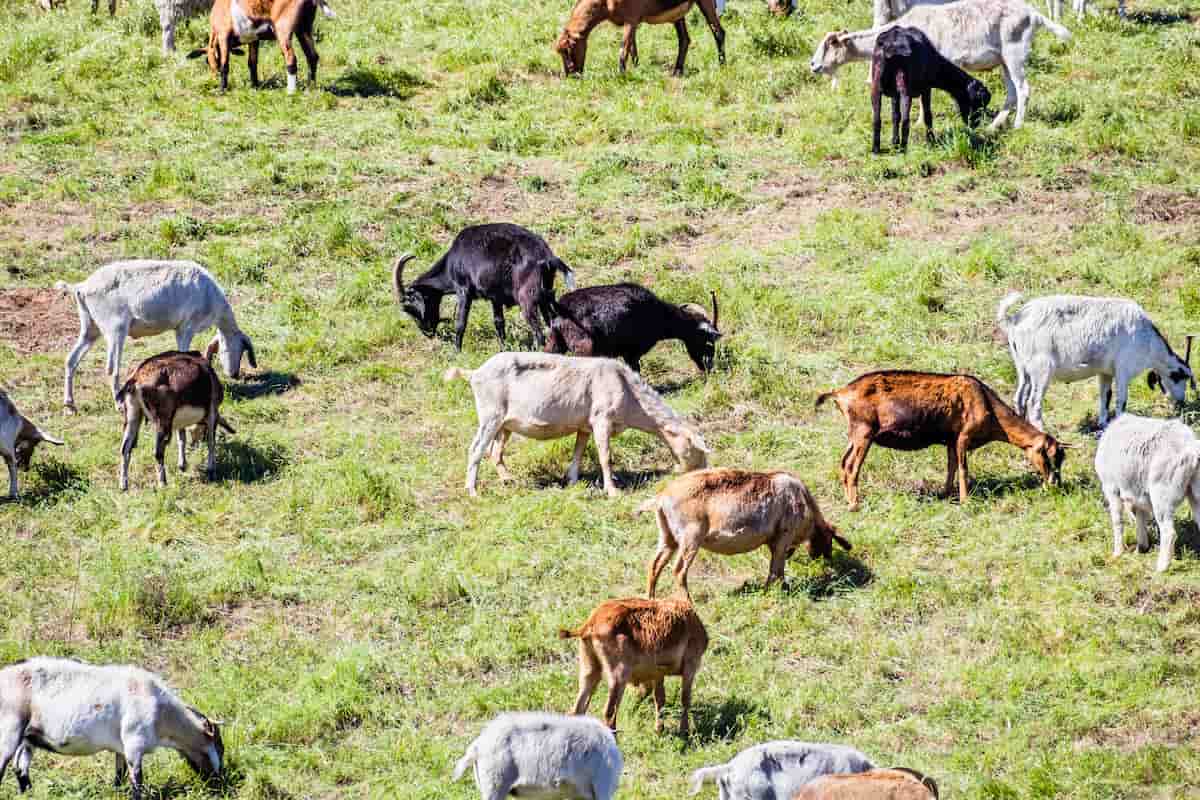 Herd of Goats Grazing