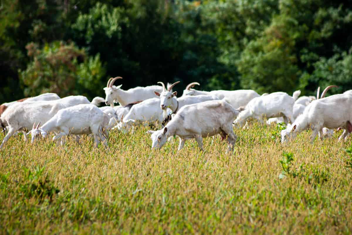 How to Start Goat Farming in Kenya