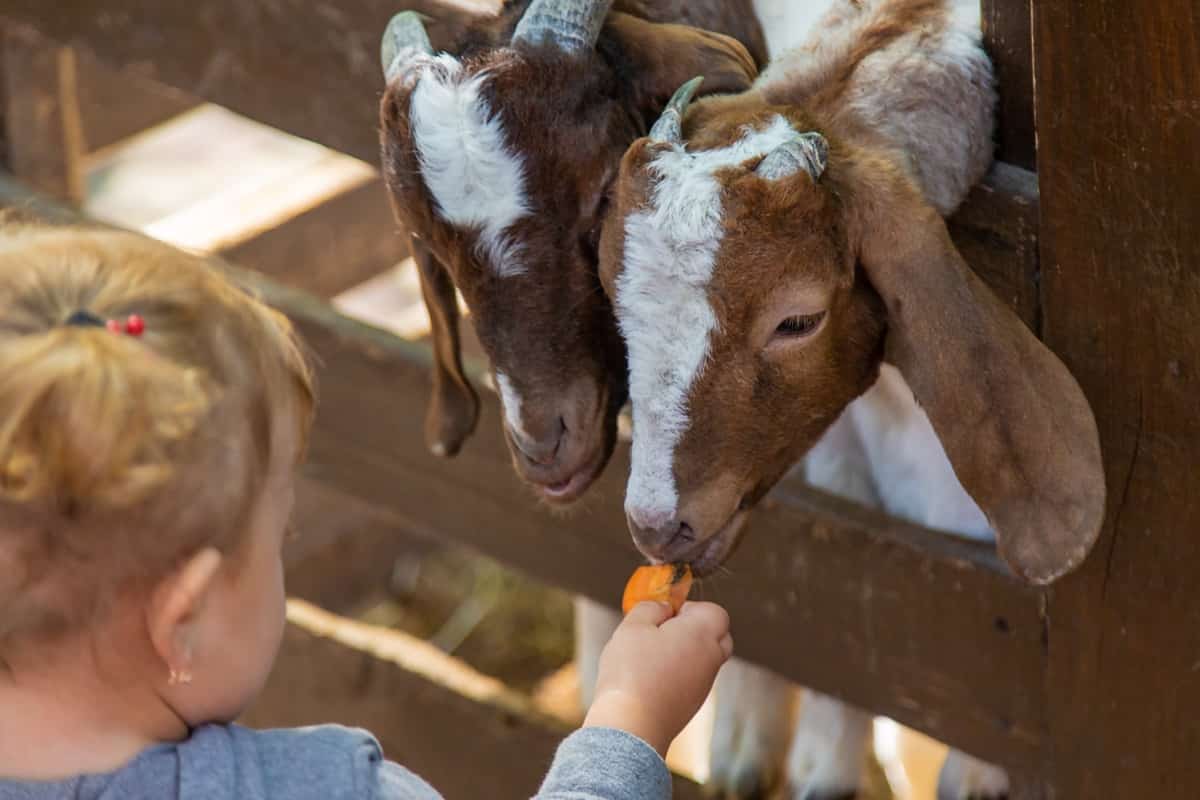 How to Start Goat Farming in South Africa2