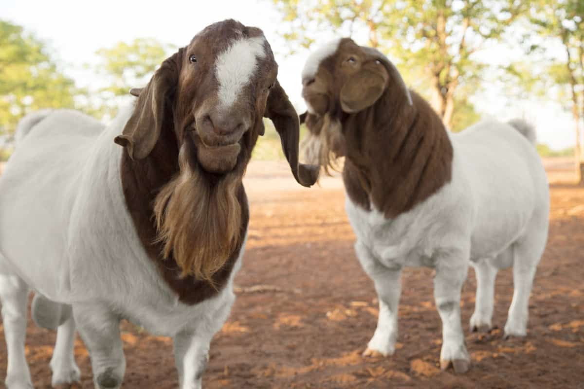 How to Start Goat Farming in South Africa3