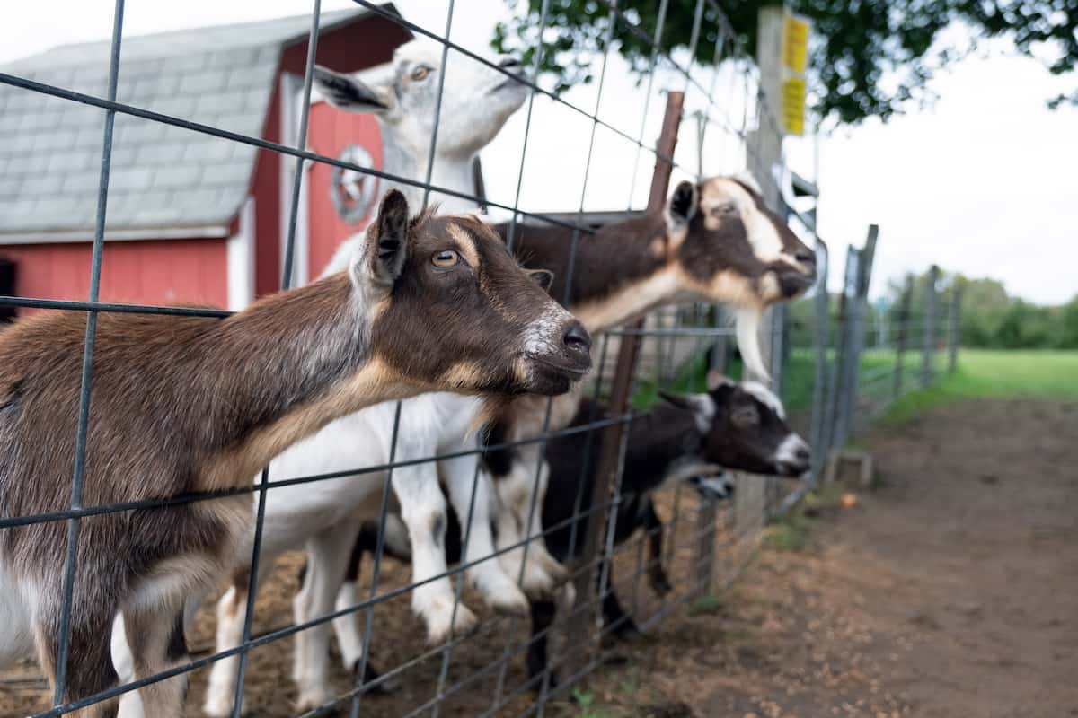 Goats Behind Fencing