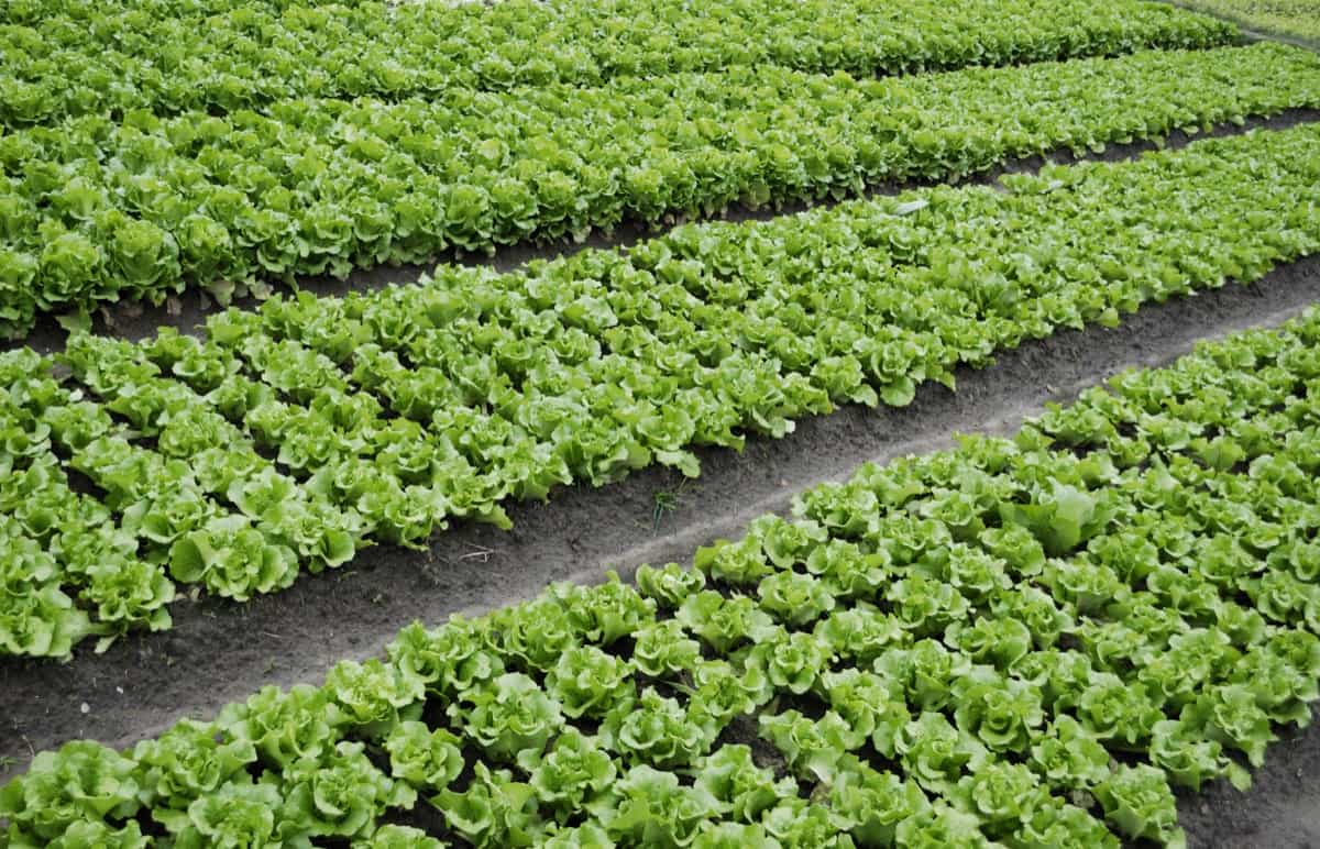 How to Start Lettuce Farming in California