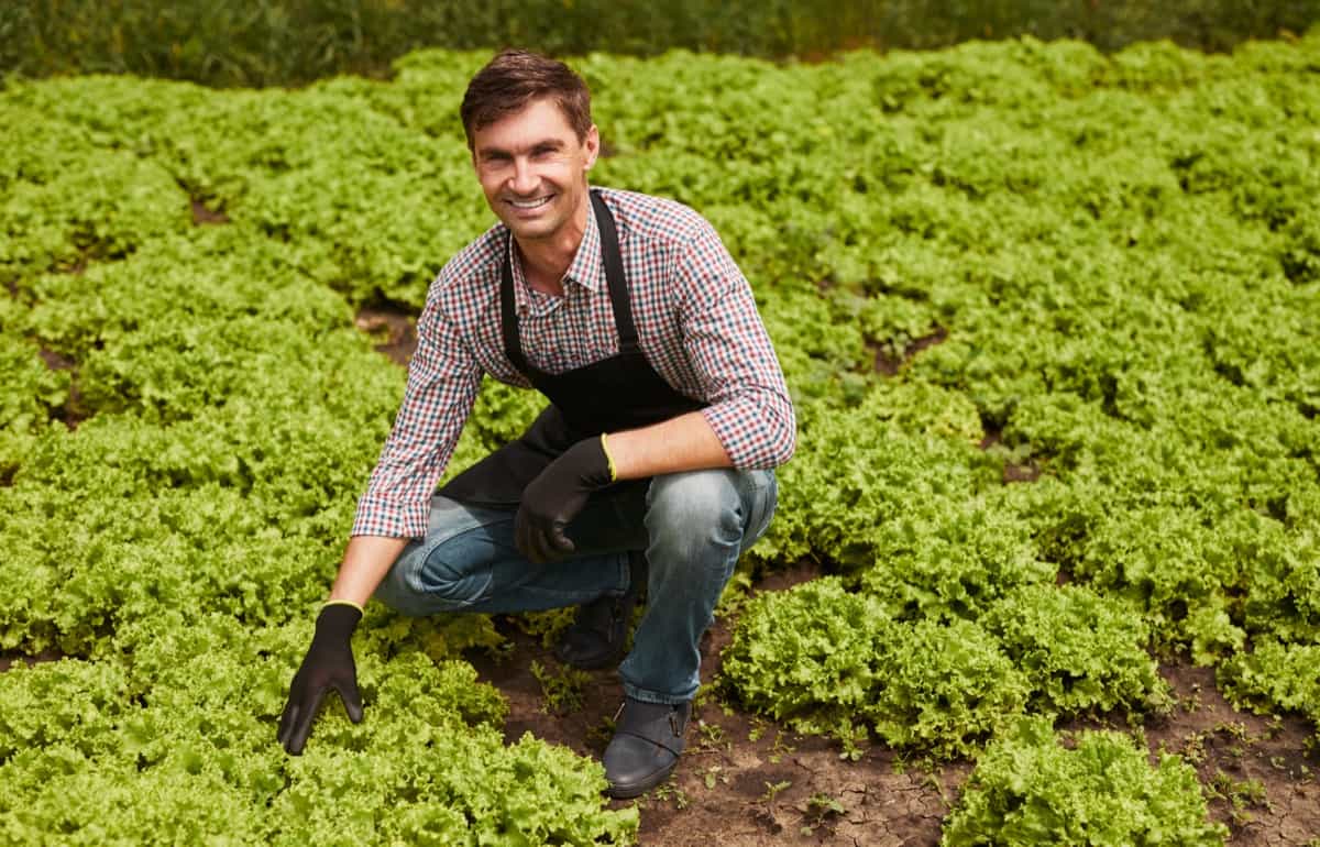 Lettuce Farming