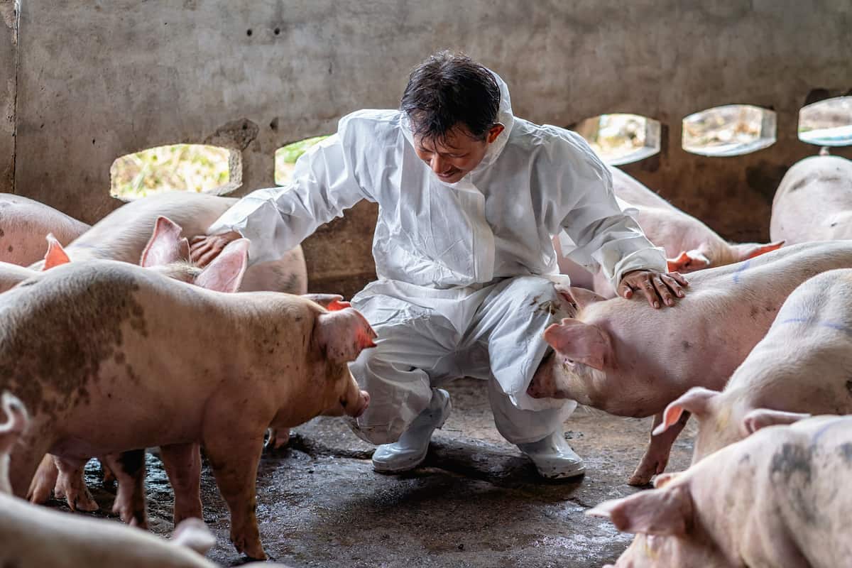 How to Start Pig/Hog/Swine Farming in Illinois