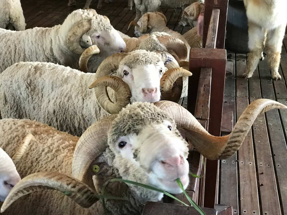 How to Start Sheep Farming in Kenya