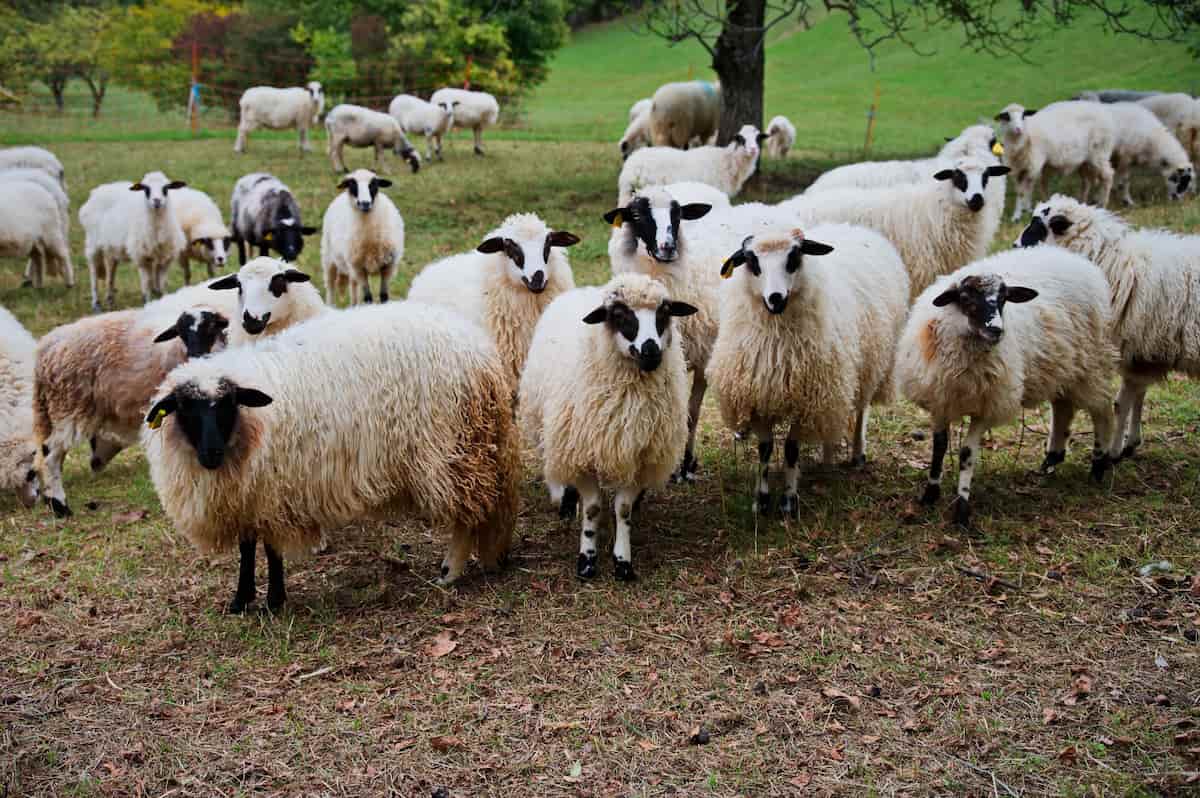 How to Start Sheep Farming in South Africa