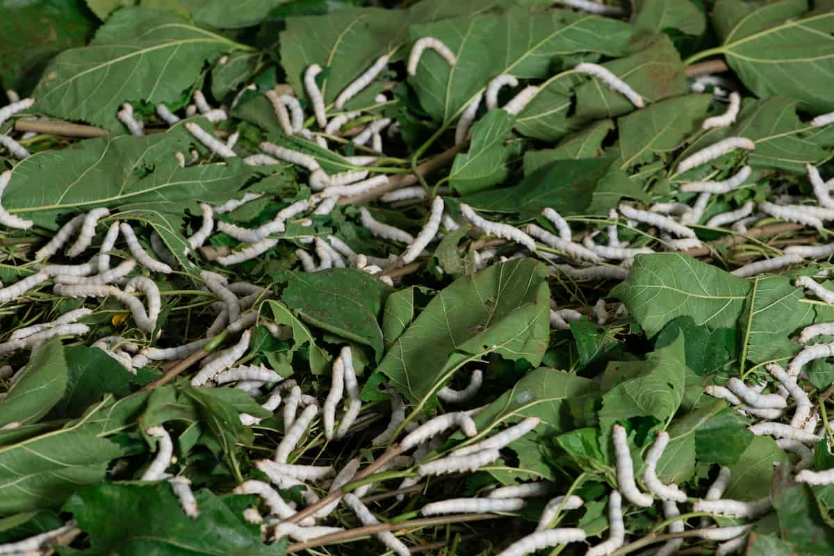 How to Start Silkworm Farming/Sericulture in Kenya
