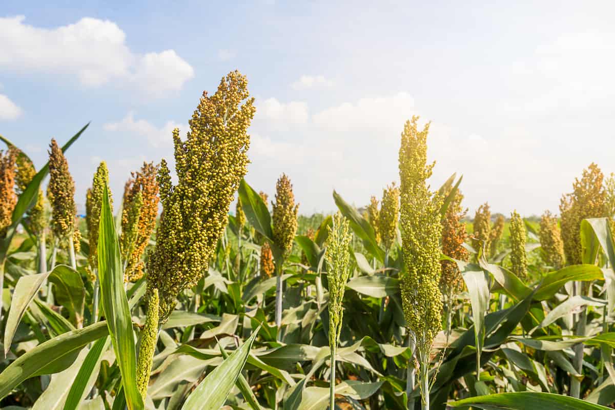 How to Start Sorghum Farming in the USA