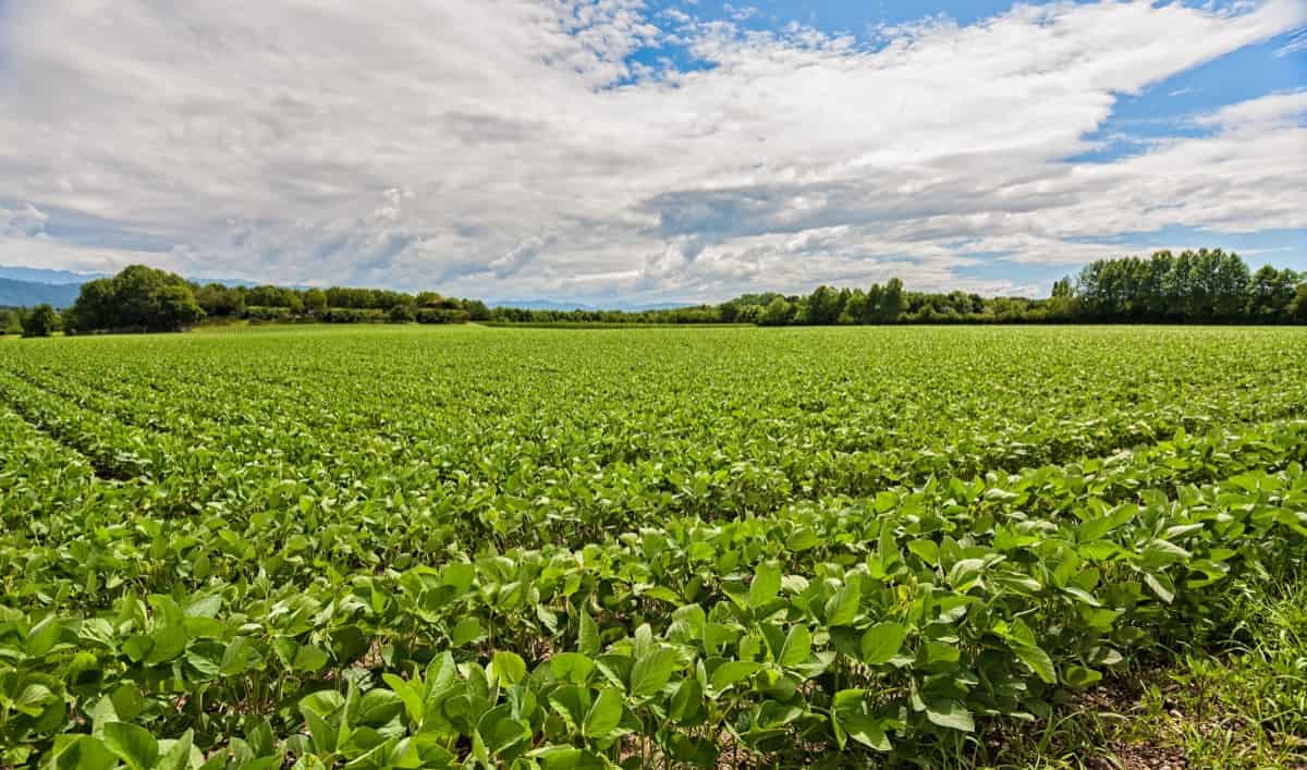 How to Start Soybean Farming in Minnesota1
