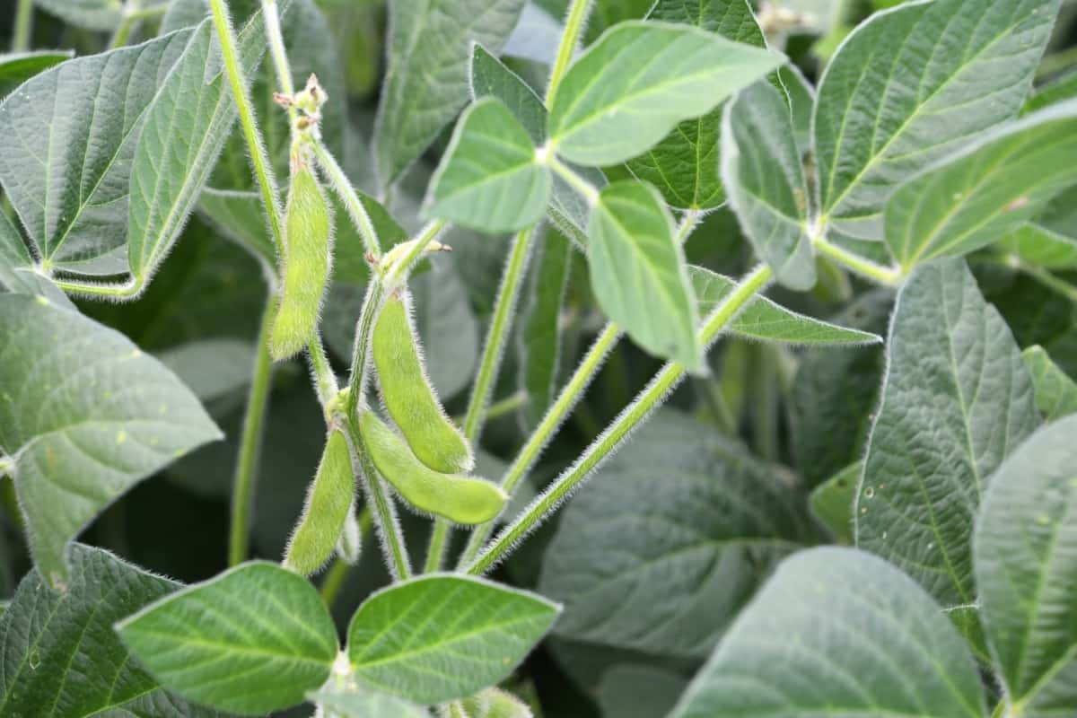How to Start Soybean Farming in Minnesota3
