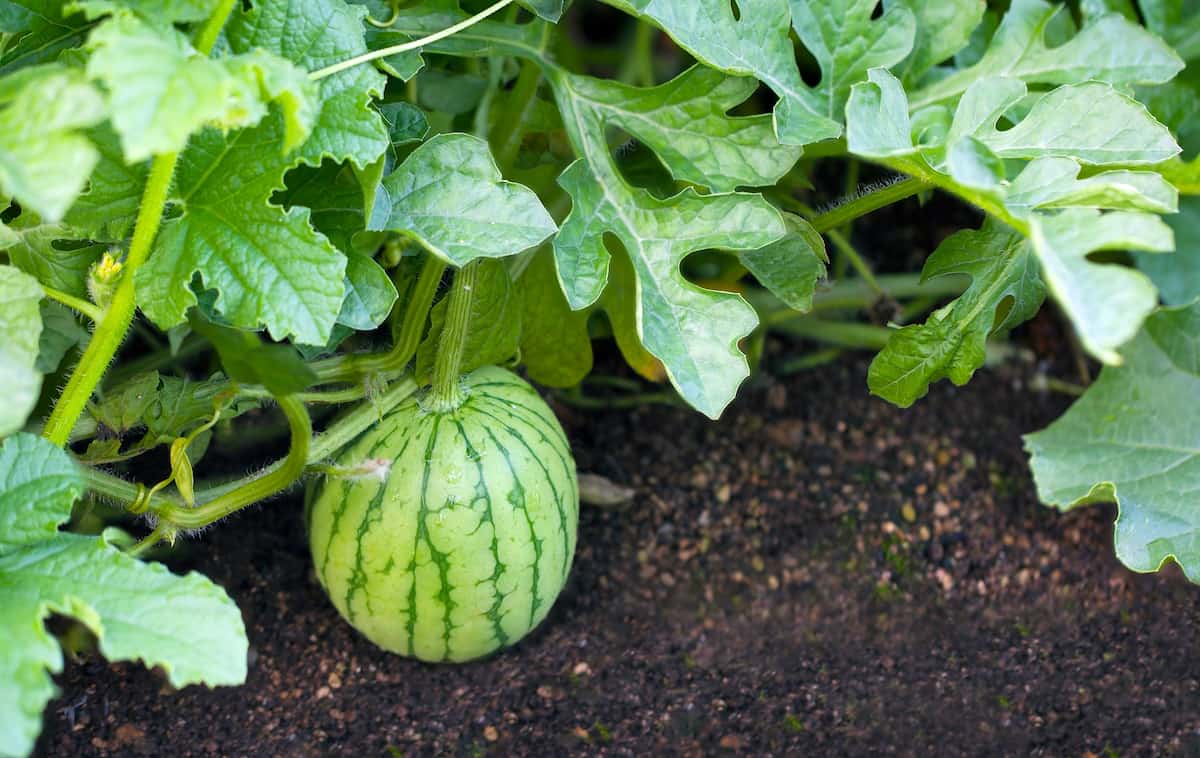How to Start Watermelon Farming in Arizona