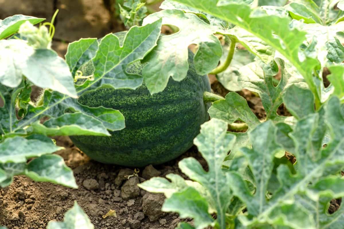 How to Start Watermelon Farming in California1