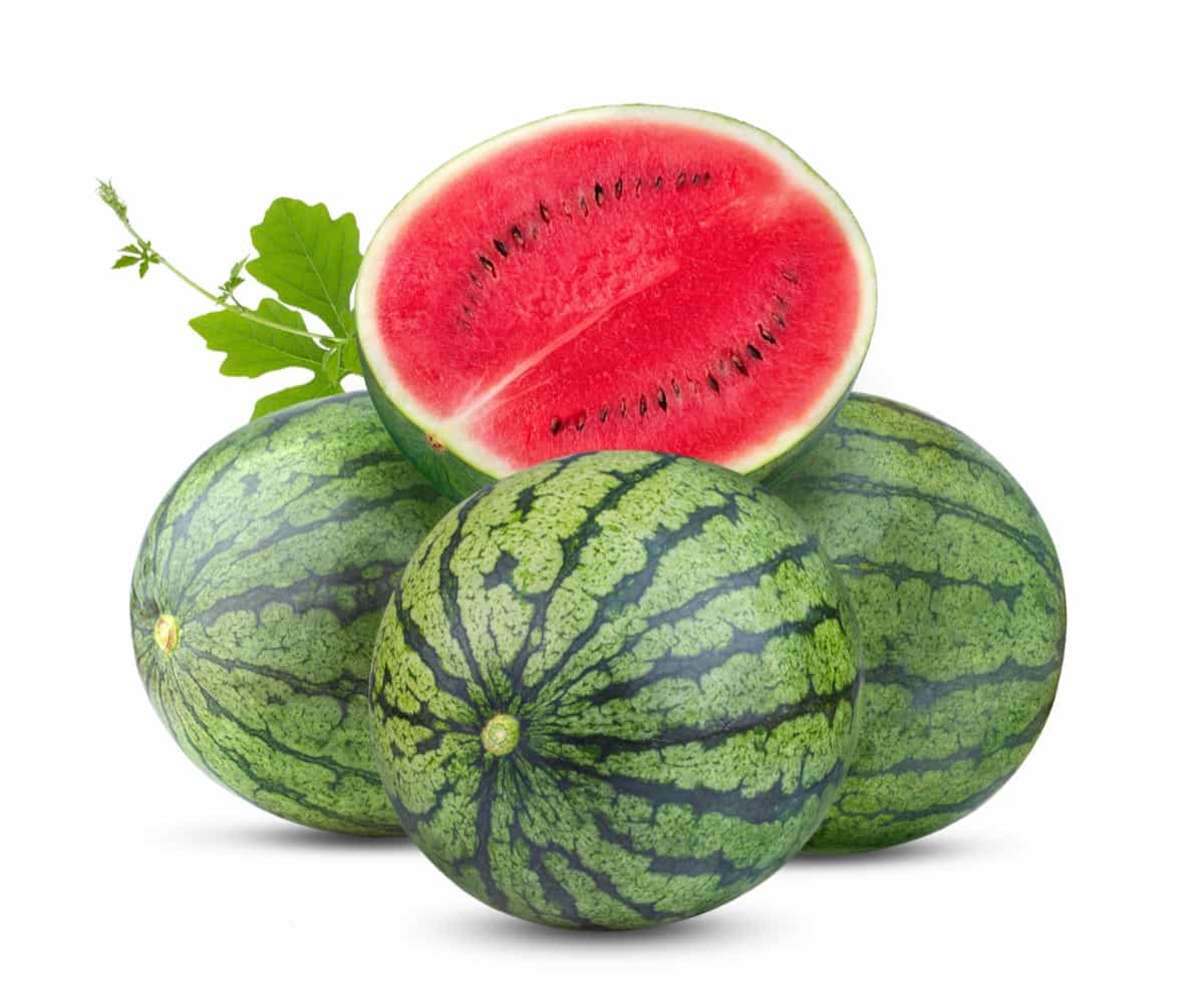 How to Start Watermelon Farming in California3
