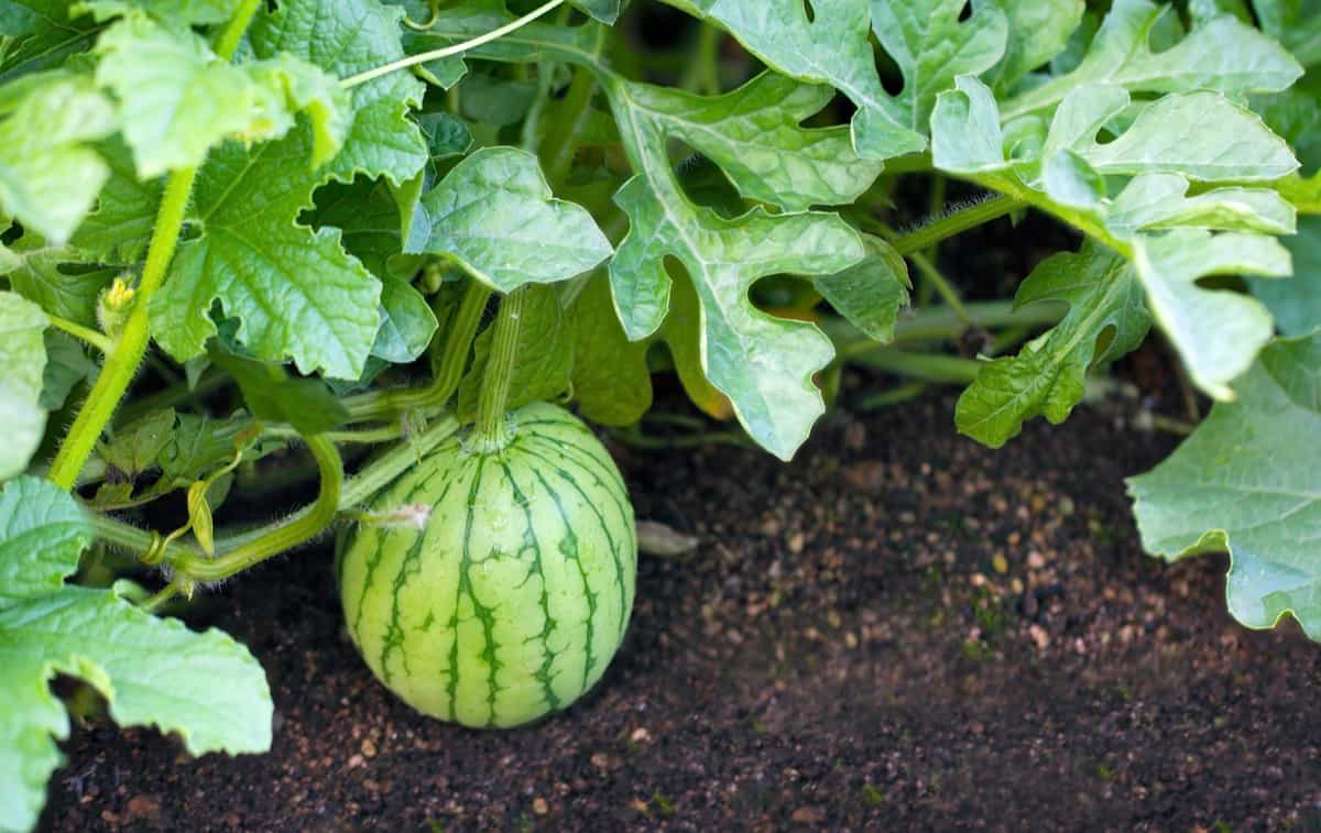 How to Start Watermelon Farming in Texas