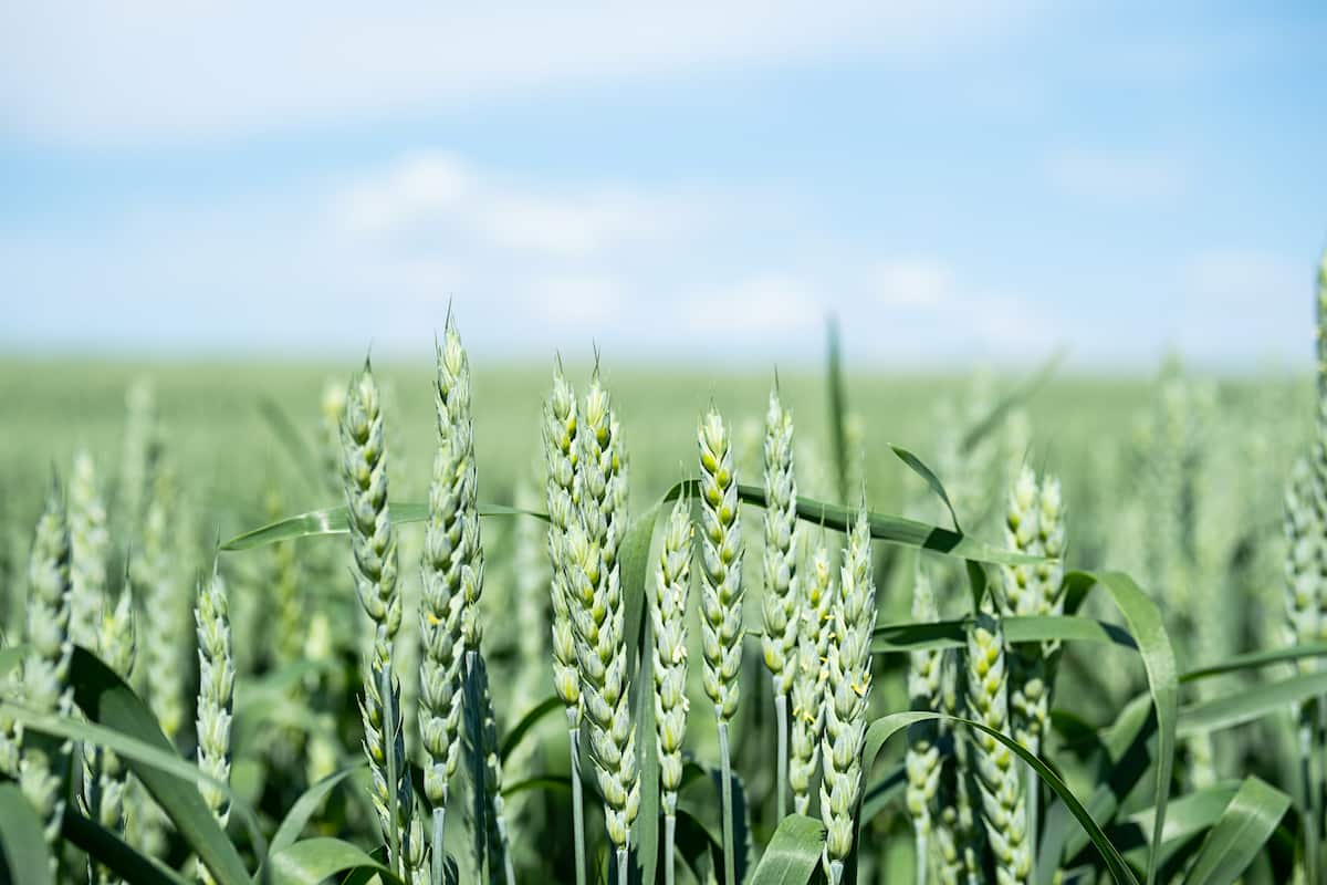 How to Start Wheat Farming in Minnesota