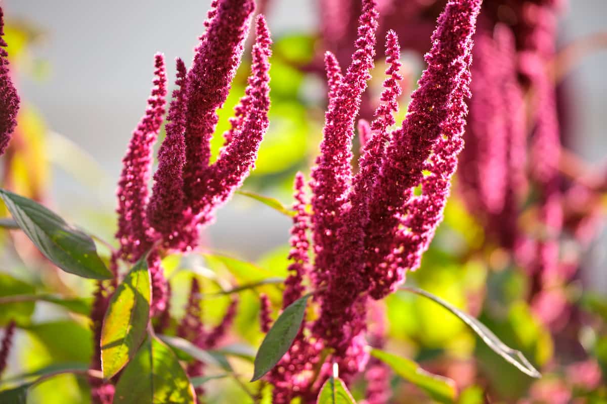Indian Red Amaranth Plant