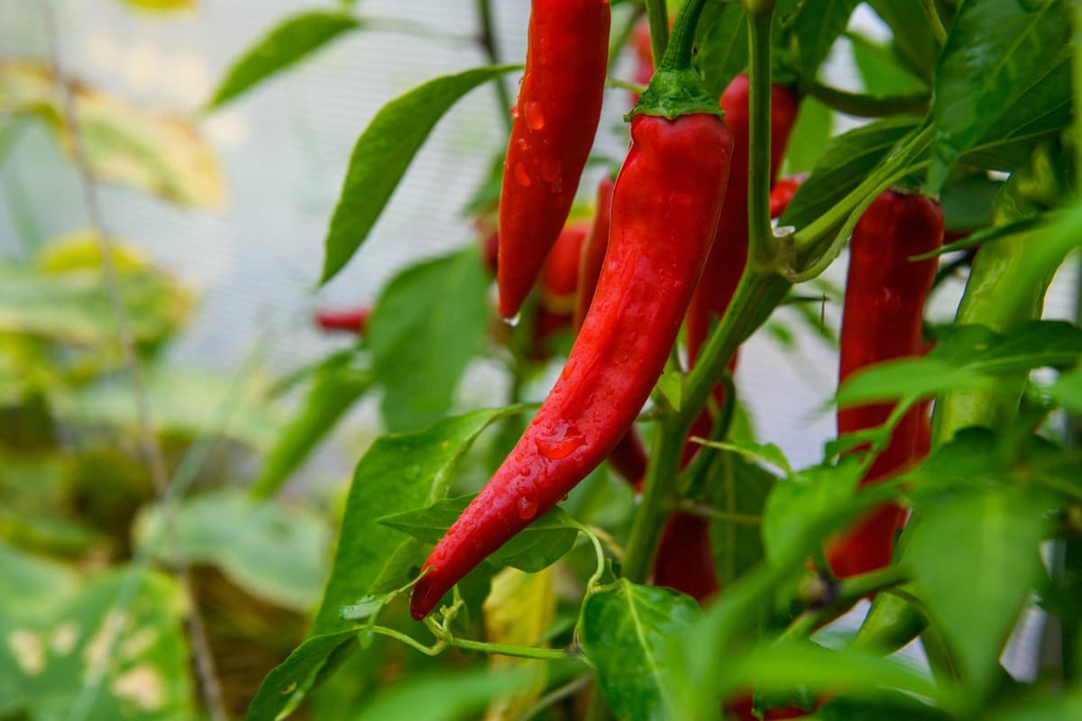 Hydroponic Chilli Pepper Farming in a Greenhouse