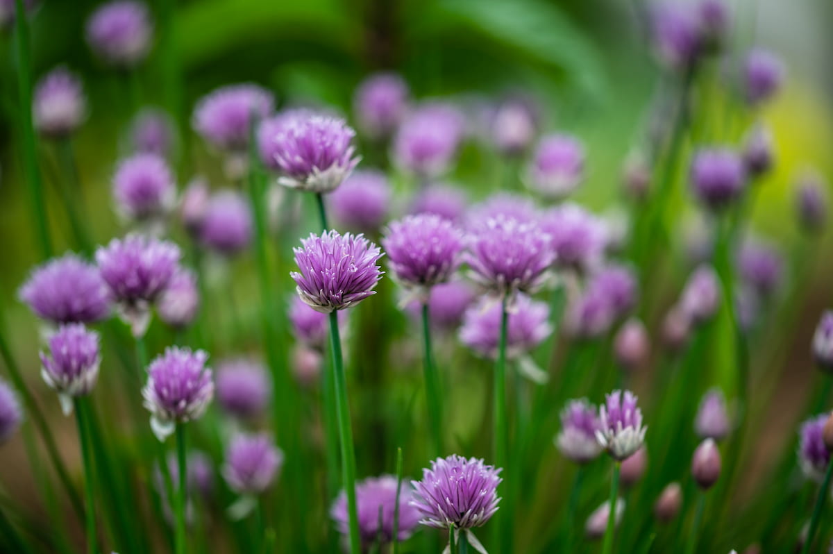 Purple Blossoms of Chives 
