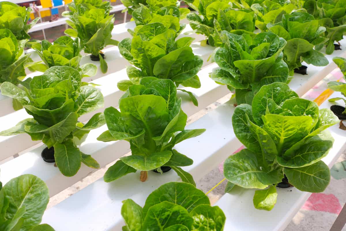 Hydroponic Lettuce Farming in a Greenhouse