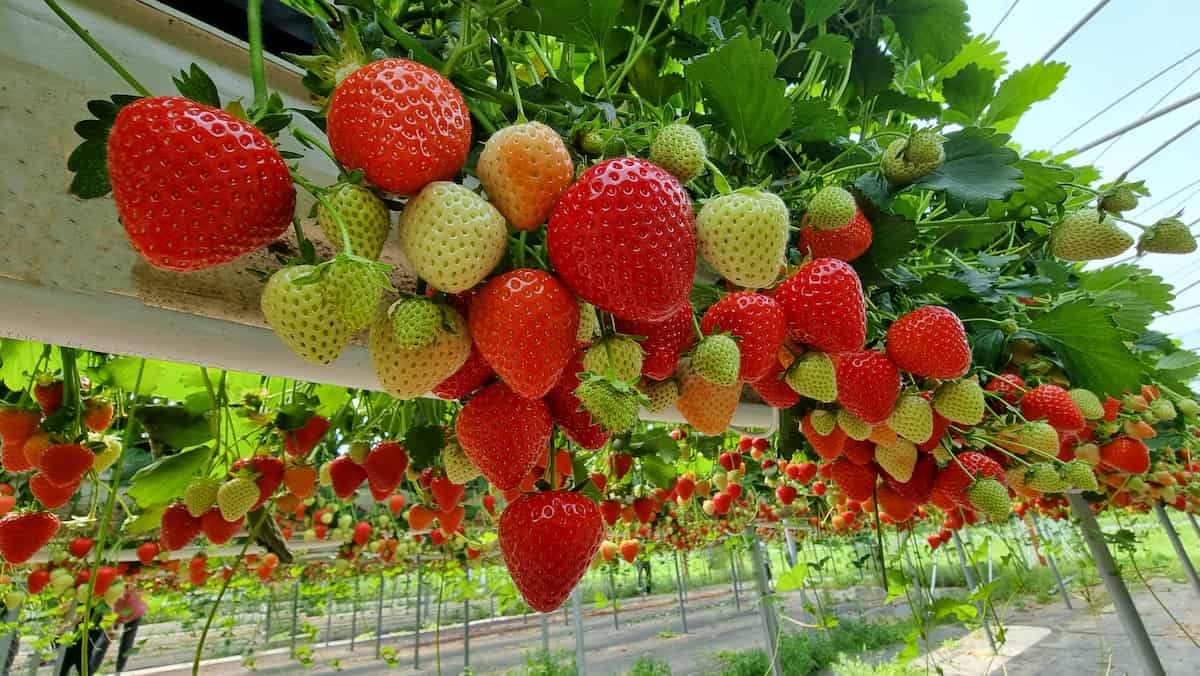 Hydroponic Strawberry Farming in a Greenhouse