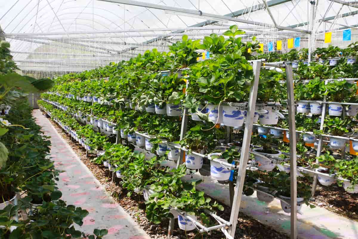 Hydroponic Strawberries Farming