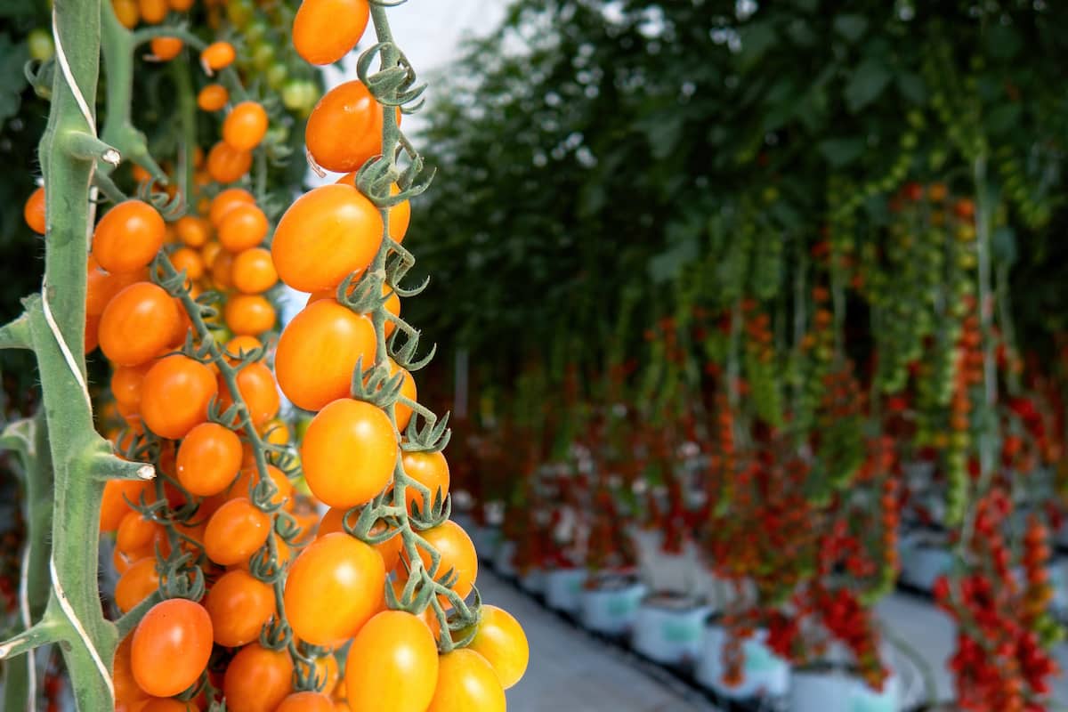Tomatoes in Greenhouse