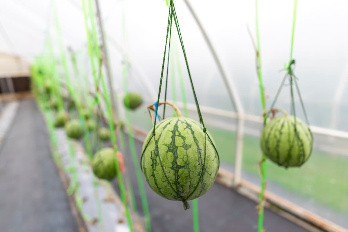Hydroponic Watermelon Farming in a Greenhouse