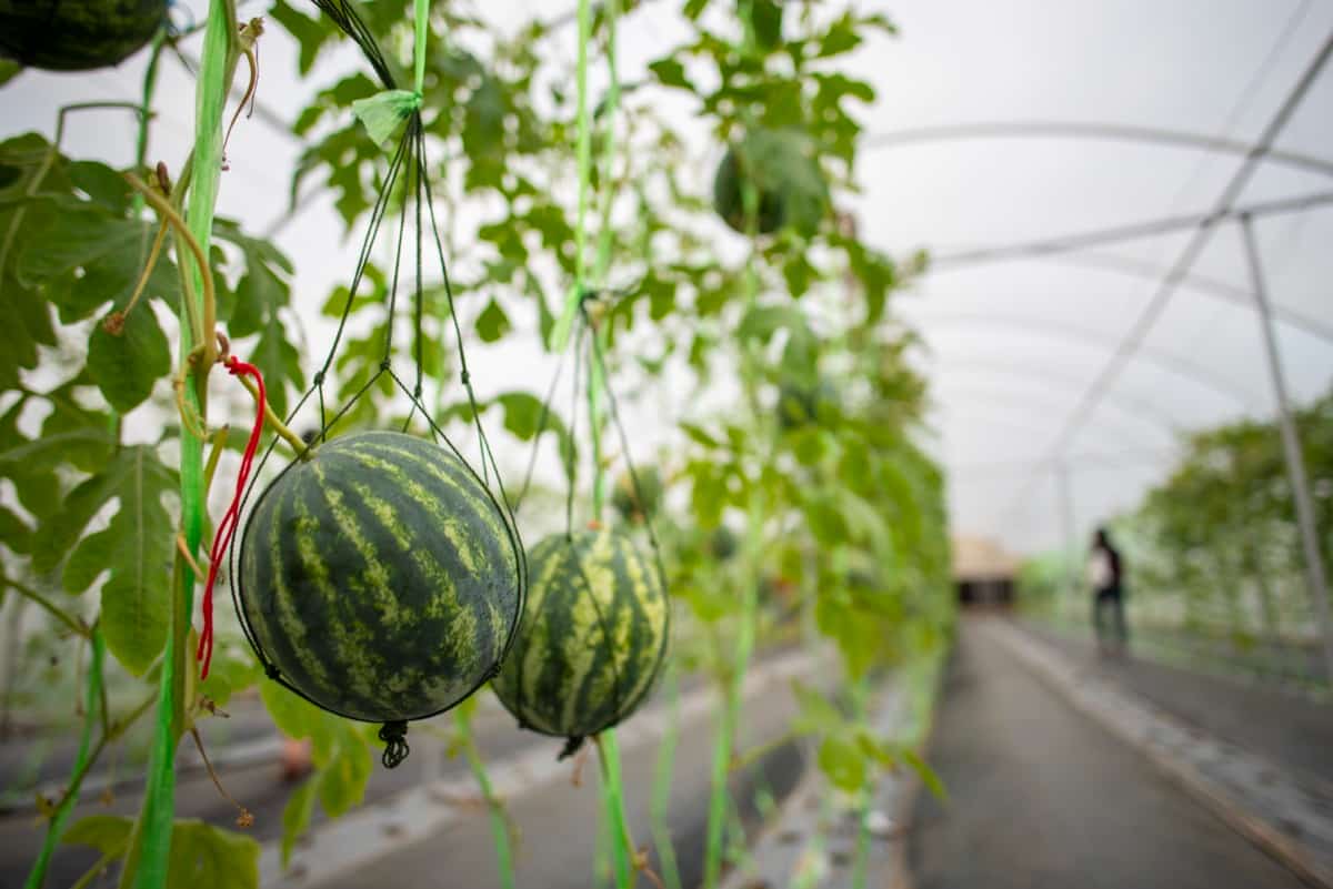 Watermelon Farming in a Greenhouse