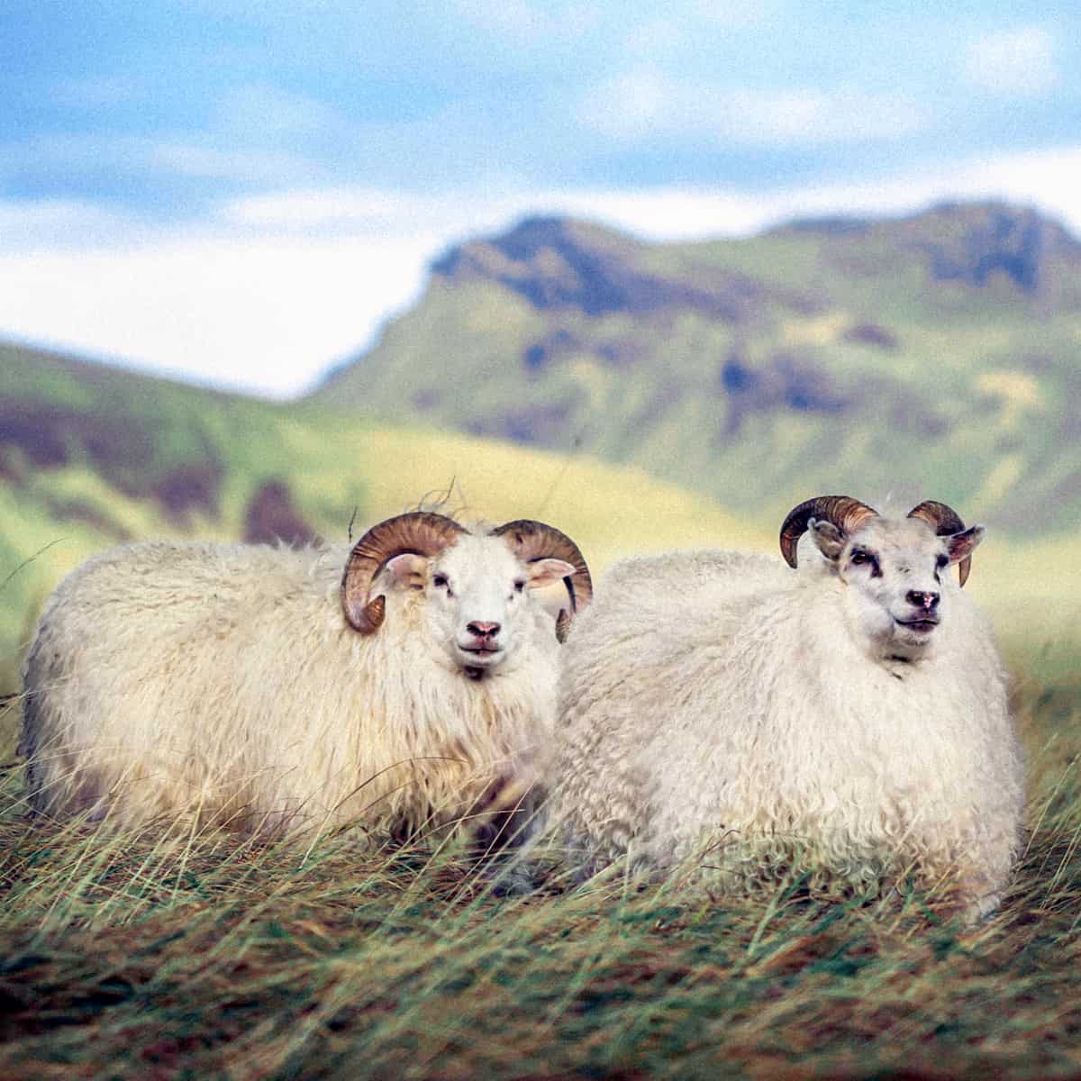 Icelandic Sheep Facts