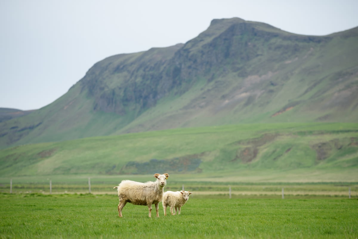 Sheep in a Pasture in Iceland