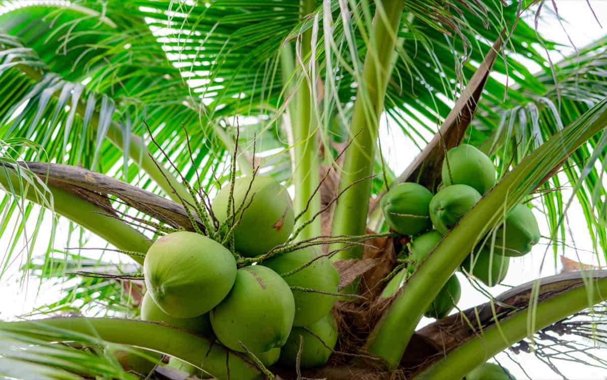 How to Increase Female Flowers in Coconut