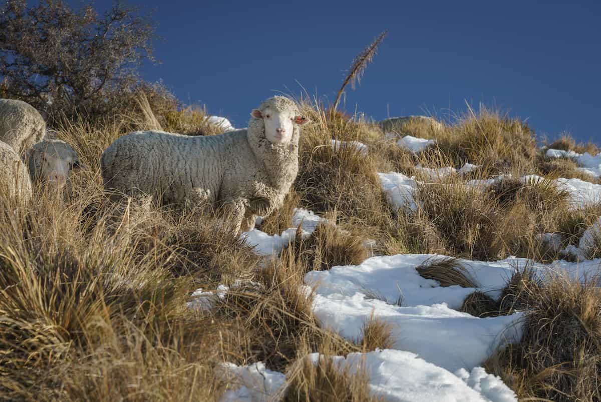 Merino Sheep