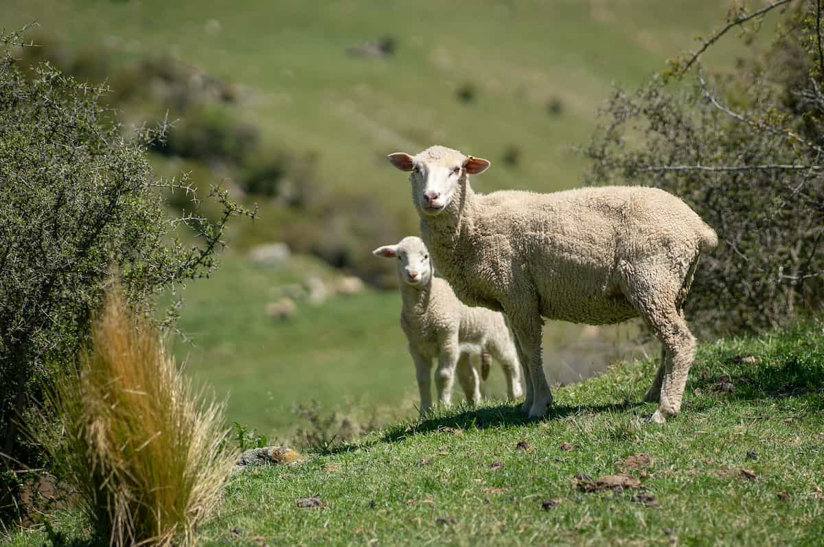Merino Sheep with Lamb