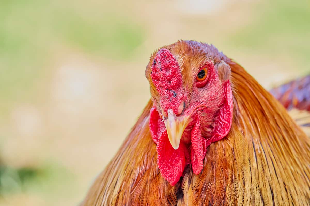 New Hampshire Red Chicken Breed