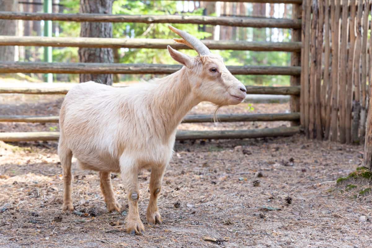 Nigerian Dwarf Goat Facts1
